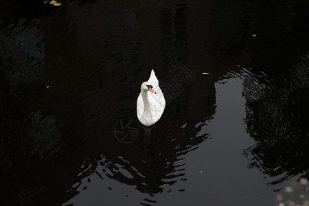 Swans在运河比利时旅游图片