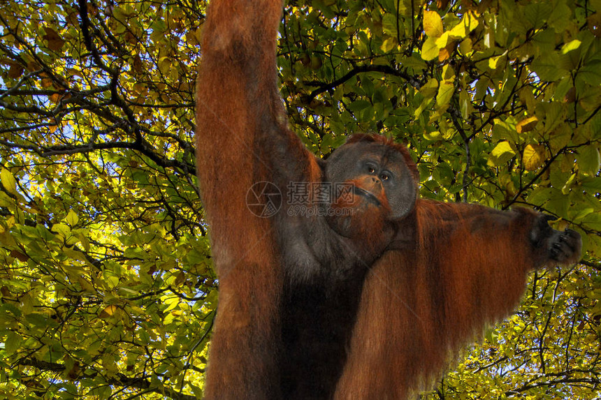 秋季树背景上的雄苏门答腊猩Pongoabelii苏门答腊猩是苏门答腊北部的特有物种图片