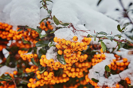第一雪下美丽的橙色蓝边浆果有图片