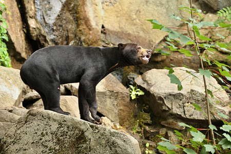 马来亚熊在自然栖息地动物园里漂亮的小熊圈养的稀有图片