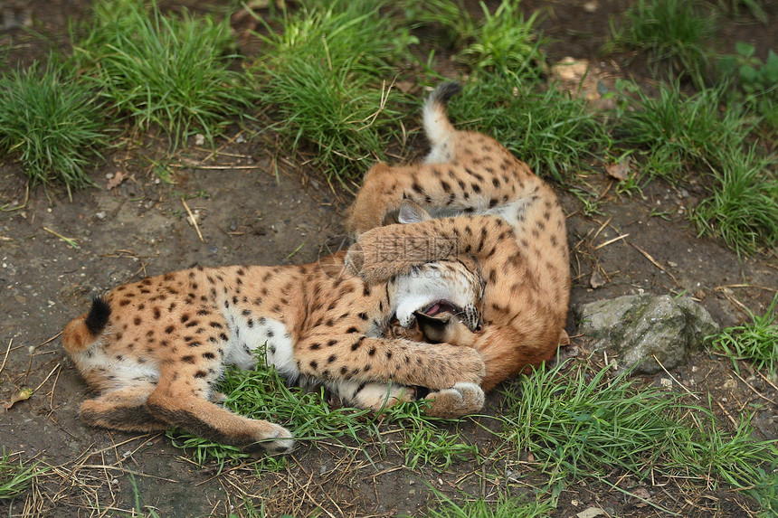 东德州巴伐利亚公园欧洲野猫欧洲森林中的动物的图片
