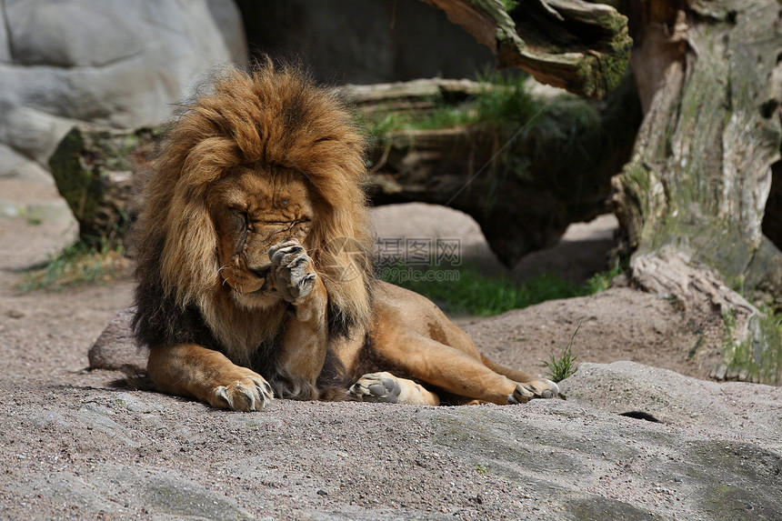 在圈养的岩石地方的雄狮铁窗外的非洲野生动物大自然中的图片