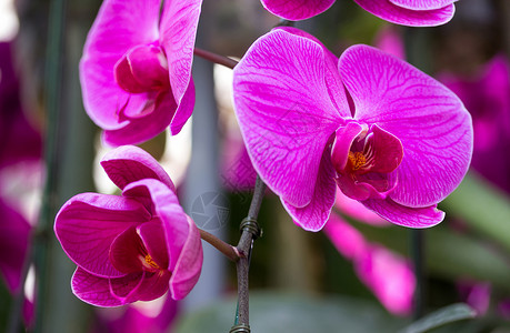 紫蝴蝶兰花背景图片