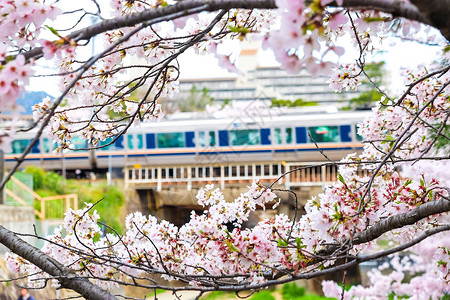 东京美丽的樱花花海图片