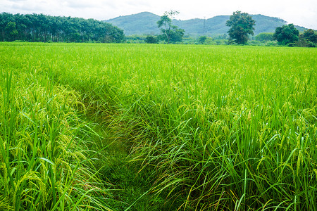 种植大稻种植园农业有机图片