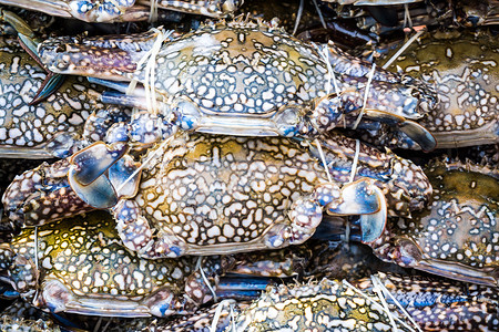 渔场海鲜中的新鲜螃蟹图片