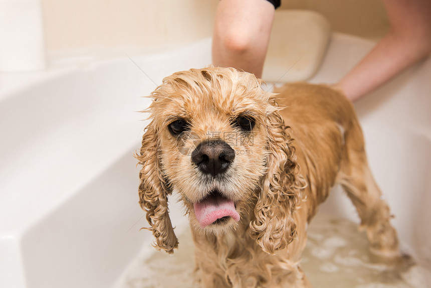 湿狗浴室里的美国可卡犬狗看着摄像机图片