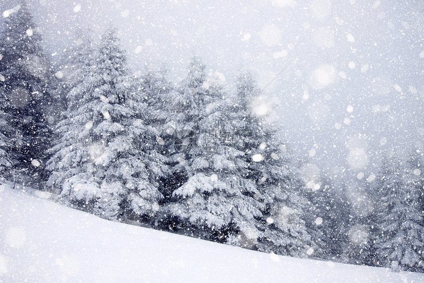 大雪中积雪覆盖的冷杉图片