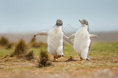 两只年轻的企鹅互相追逐图片