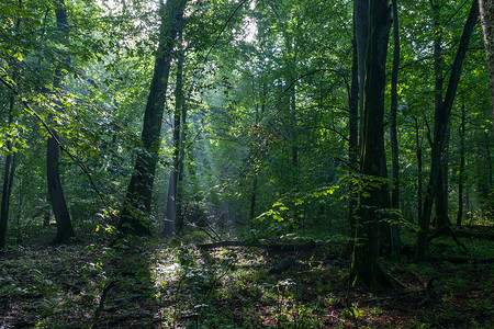 在波兰欧洲比亚洛威扎森林前方有古树后图片