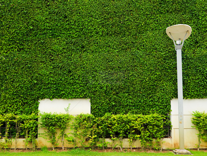 花园中的绿色长墙植物白色混凝图片