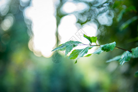 软观秋幕的景象野树叶背景上闪背景图片