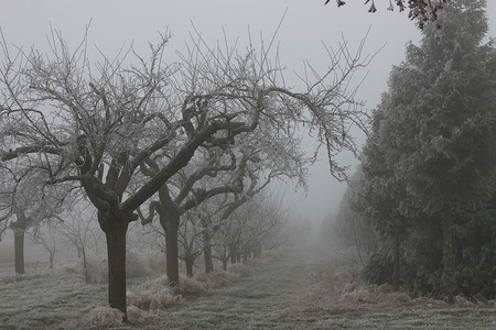 在雾蒙的冬日图片