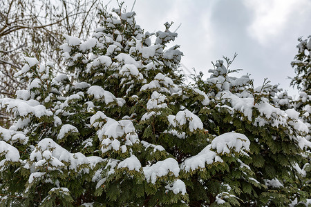 白雪覆盖常绿针叶树图片