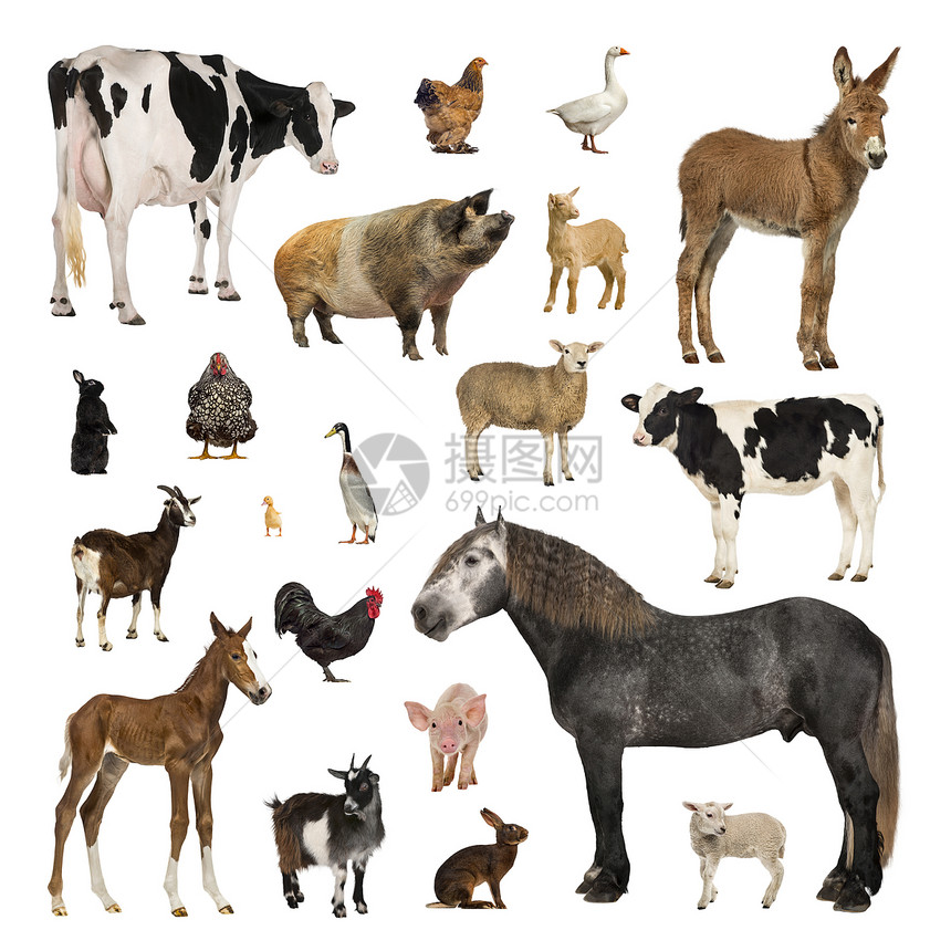 大量农场动物聚集在不同的位置孤立于白底图片