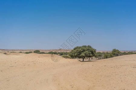 姚贝娜纳米贝沙漠的干背景