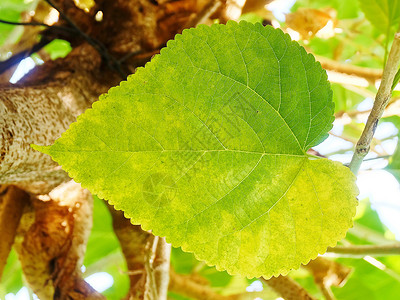 Leaf或Morus在树上图片