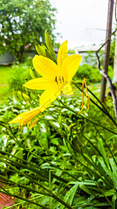 黄色的莉在花园里开花图片