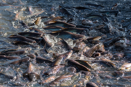 许多淡水鱼如鲶鱼蛇头鱼蛇鱼和其他饥饿的淡水鱼群在喂食时争先恐后地图片