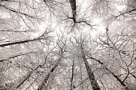 冬季风景寒冷的清晨树图片