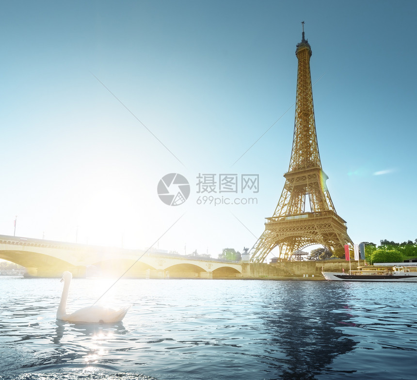 白天鹅和埃菲尔铁塔巴黎法国图片