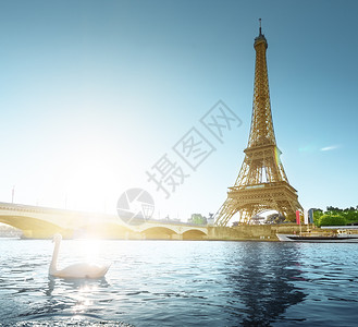 白天鹅和埃菲尔铁塔巴黎法国图片