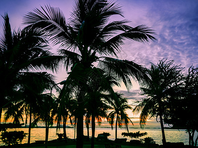 热带海滩椰子树的剪影与日落时间图片