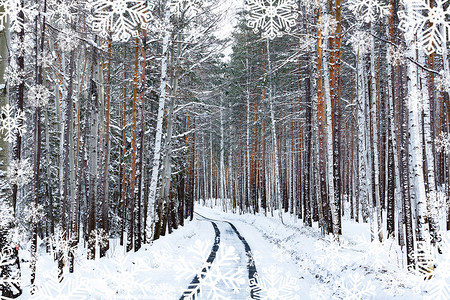 冬季森林中的道路被图片