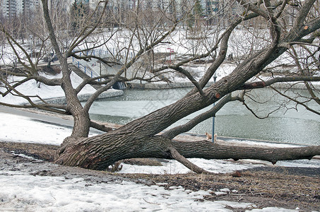 树枝和冬天的空图片