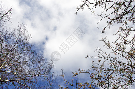 树枝和冬天的空图片