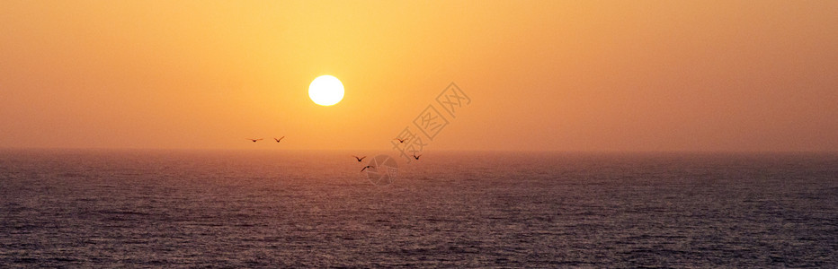 塞浦路斯的日落和海鸥图片