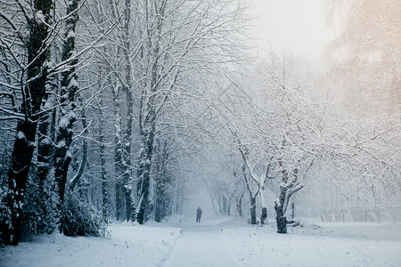 暴风雪在公园冬天风景图片