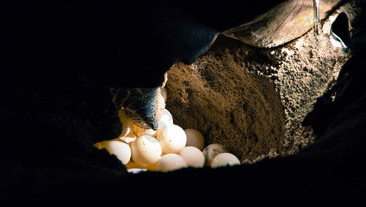 Selingan岛上的海龟孵化场高清图片
