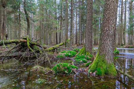 波兰欧洲比亚洛维耶扎森林Bialowieza图片