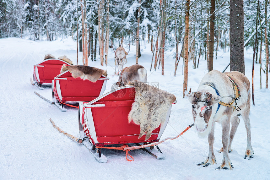 芬兰拉普兰Rovaniemi冬季森林中带雪图片