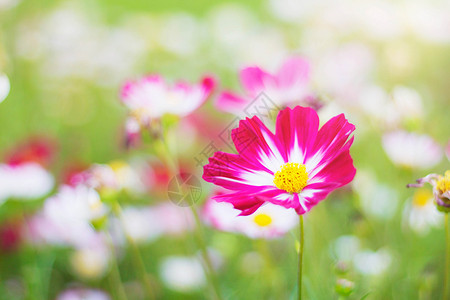花园里的波斯菊花色艳丽图片