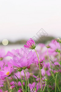 粉红色的宇宙与早晨的情节图片