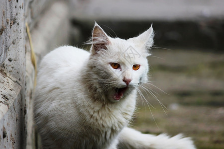 在阳光明媚的一天白单身流浪猫眼红橙色眼图片