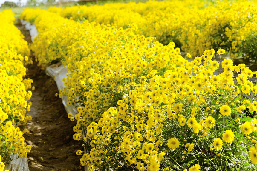 泰国梅洪松省黄菊花农场校对P图片