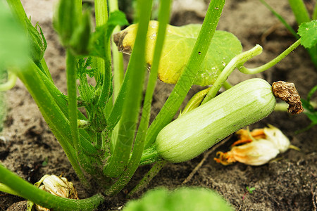 Zucchini植物Zucchini花朵灌木上生长的图片