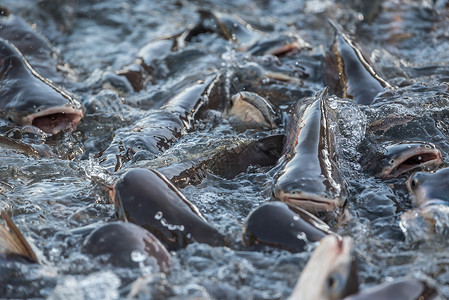 许多淡水鱼如鲶鱼蛇头鱼蛇鱼和其他饥饿的淡水鱼群在喂食时争先恐后地背景图片