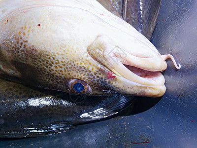 在黑塑料箱和其他渔获物中新捕到的鳕鱼最图片