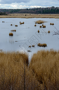 秋天在湖边的湿地在拉图片
