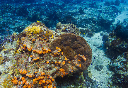 明亮的珊瑚礁与鱼图片