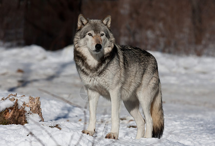 在加拿大冬季雪中漫步的白色背景孤立于白种背景的一只独木狼或灰狼Canis背景图片