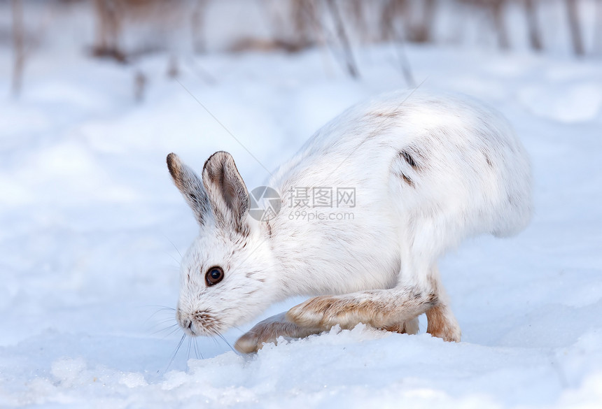 SnowshhoeHare美国西部在加拿大冬图片