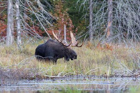 加拿大Algonquin公园沼泽地的BullMoose图片