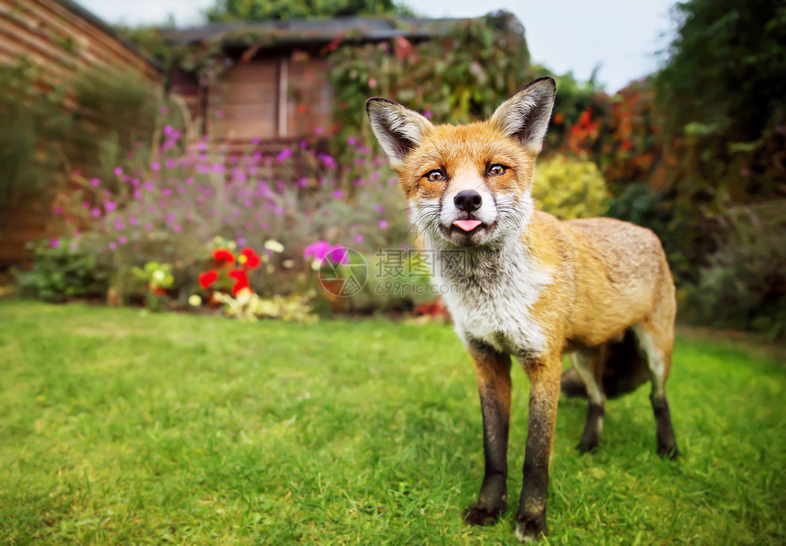 可爱红狐狸的肖像在花园里露出舌头图片