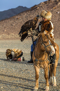 金鹰猎人教她年轻女儿与猎食鸟类一起捕猎西蒙古沙漠山的野兔图片