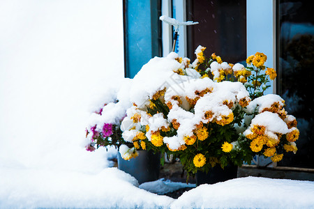 初雪覆盖着秋天的花朵花盆里的菊花站在屋顶阁楼窗户附近下雪了图片